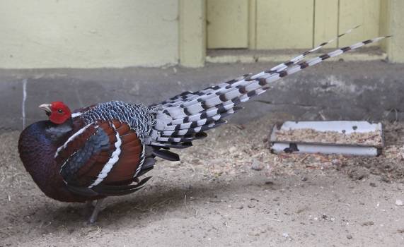 Pheasant: common, hunting, royal, silver, diamond, gold, Romanian, Caucasian