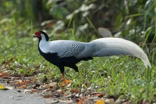 Pheasant: common, hunting, royal, silver, diamond, gold, Romanian, Caucasian