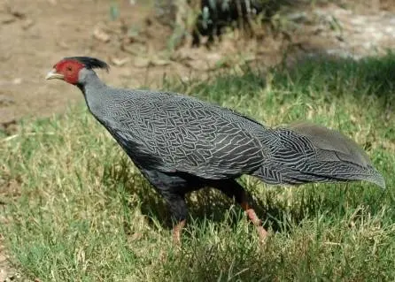 Pheasant: common, hunting, royal, silver, diamond, gold, Romanian, Caucasian