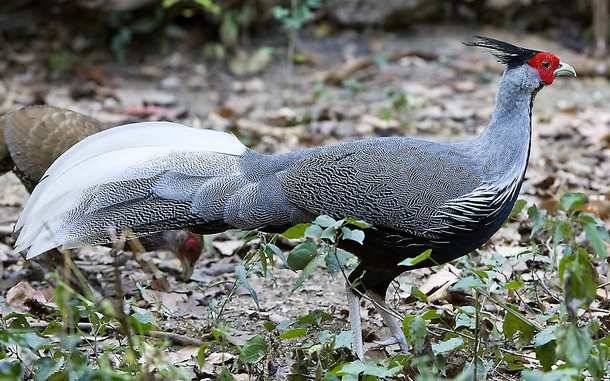 Pheasant: common, hunting, royal, silver, diamond, gold, Romanian, Caucasian