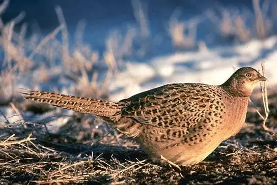 Pheasant: common, hunting, royal, silver, diamond, gold, Romanian, Caucasian