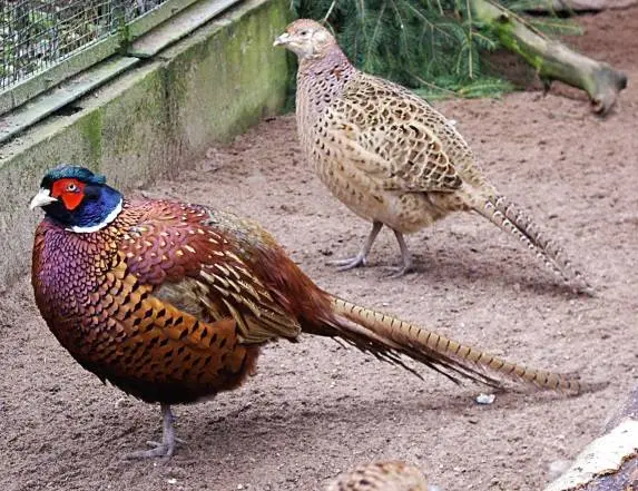 Pheasant: common, hunting, royal, silver, diamond, gold, Romanian, Caucasian