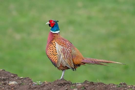 Pheasant: common, hunting, royal, silver, diamond, gold, Romanian, Caucasian