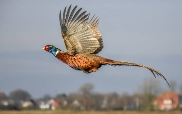 Pheasant: common, hunting, royal, silver, diamond, gold, Romanian, Caucasian