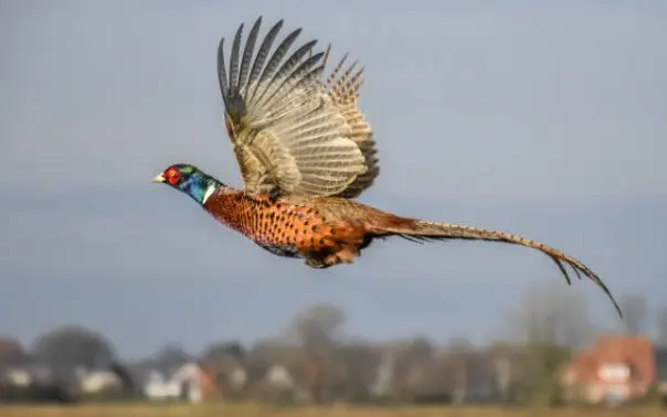 Pheasant: common, hunting, royal, silver, diamond, gold, Romanian, Caucasian