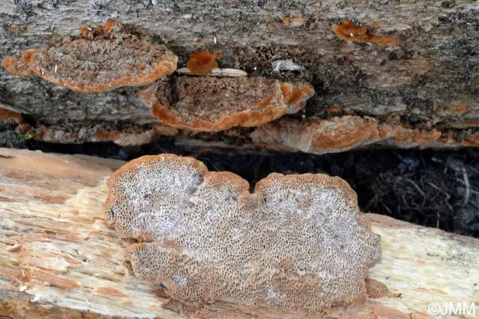 Phellinus grape (Phellinus viticola) photo and description