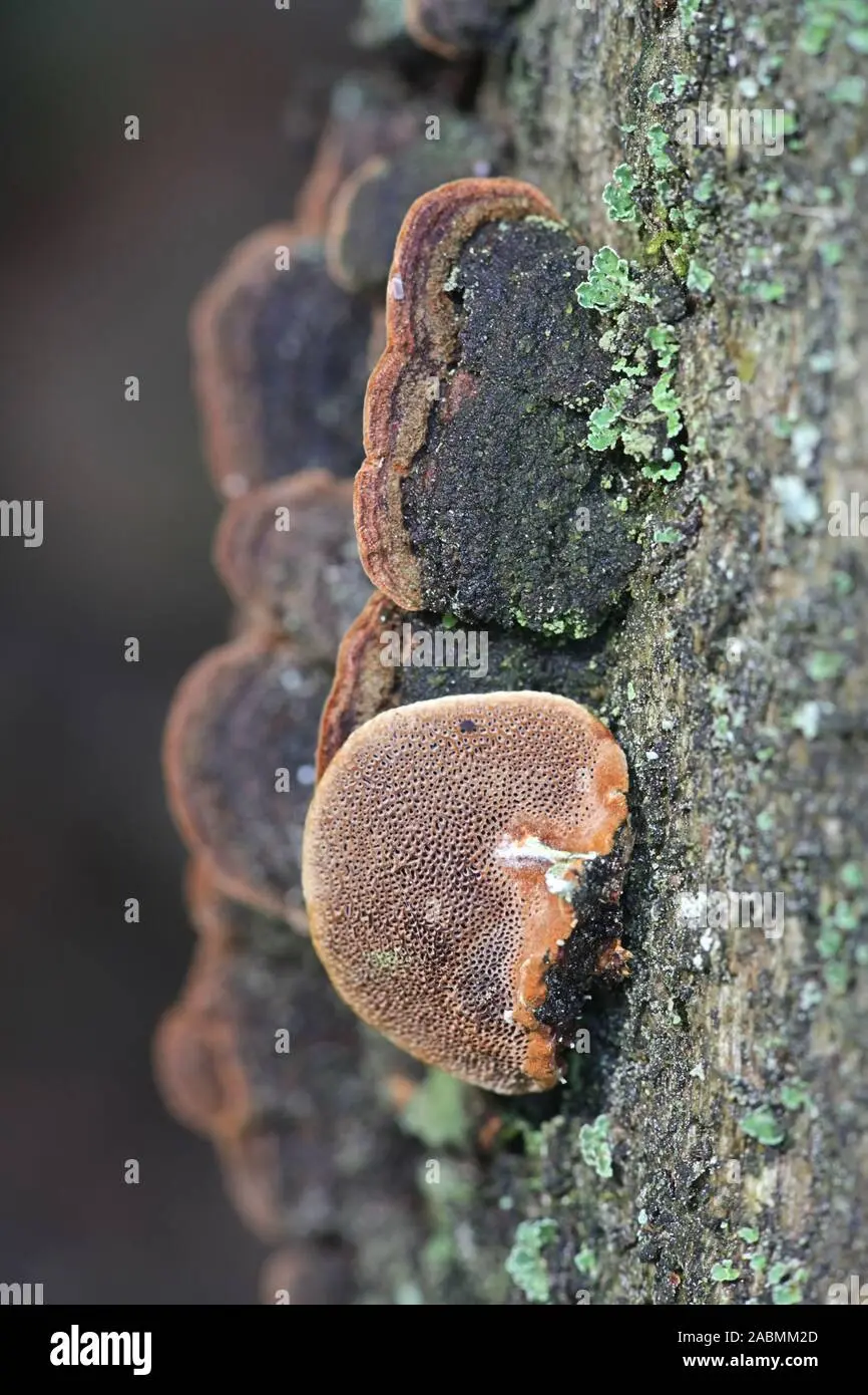 Phellinus grape (Phellinus viticola) photo and description