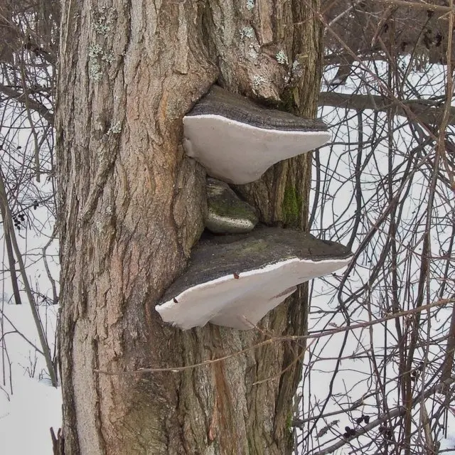 Phellinus igniarius (Phellinus igniarius) photo and description