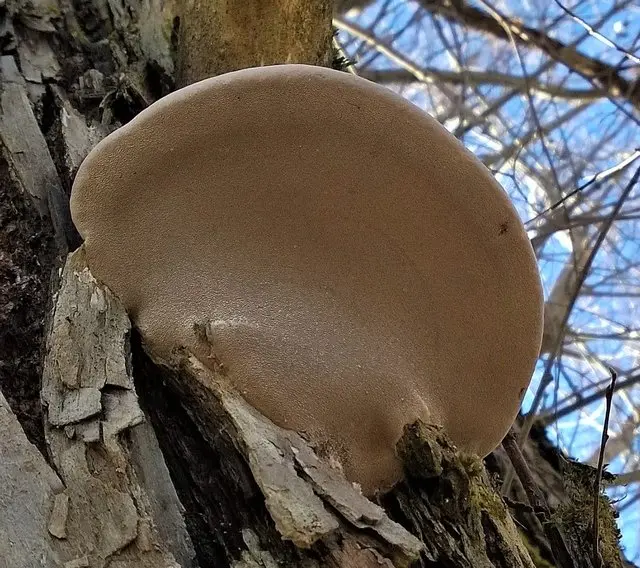 Phellinus igniarius (Phellinus igniarius) photo and description