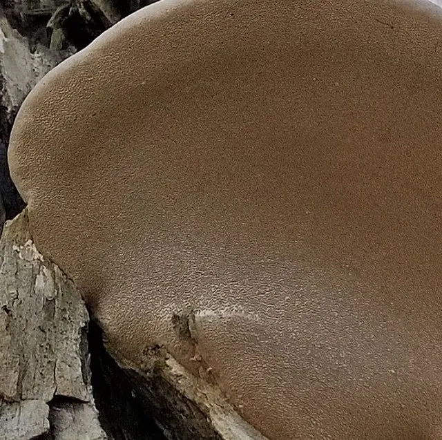 Phellinus igniarius (Phellinus igniarius) photo and description