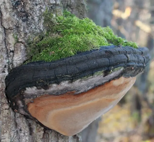 Phellinus igniarius (Phellinus igniarius) photo and description
