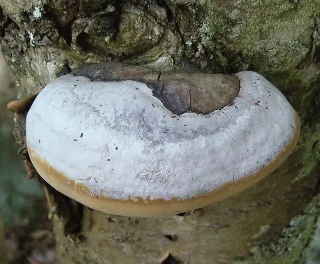 Phellinus igniarius (Phellinus igniarius) photo and description
