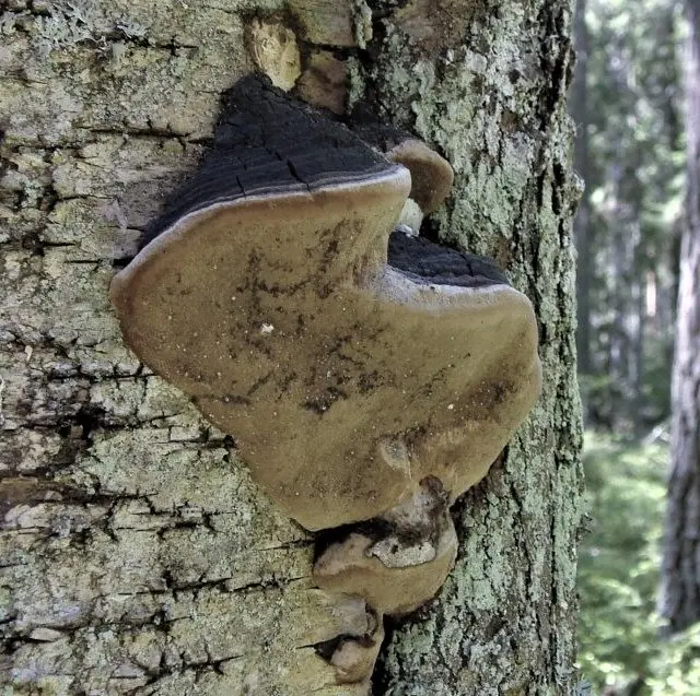 Phellinus lundellii (Phellinus lundellii) photo and description