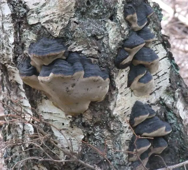 Phellinus lundellii (Phellinus lundellii) photo and description