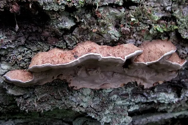 Phellinus nigrolimitatus (Phellinus nigrolimitatus) photo and description