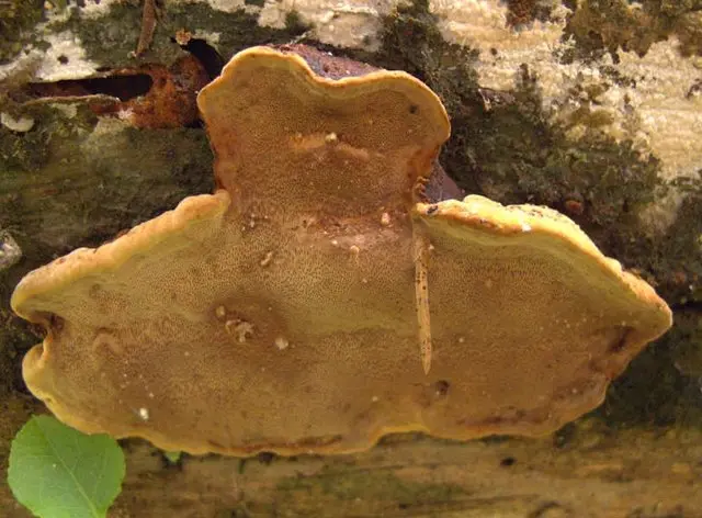 Phellinus nigrolimitatus (Phellinus nigrolimitatus) photo and description