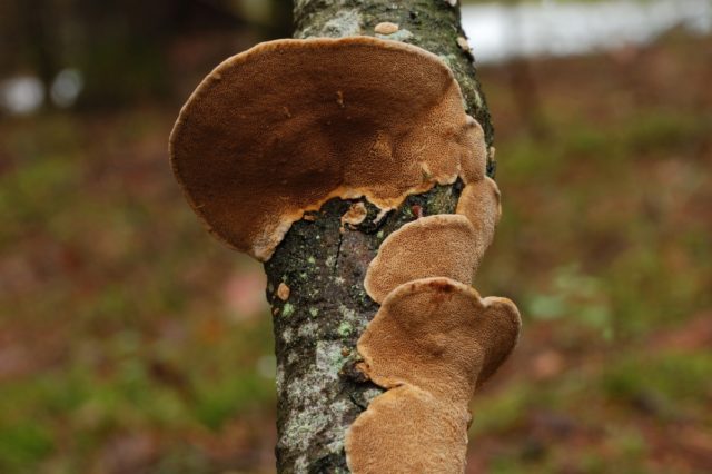 Phellinus shell-shaped: description and photo