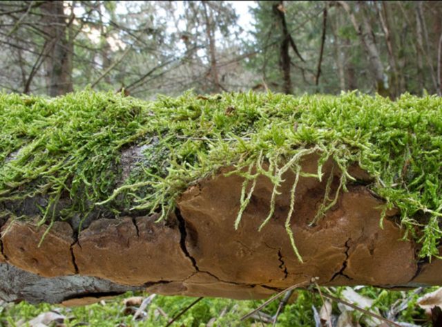 Phellinus shell-shaped: description and photo