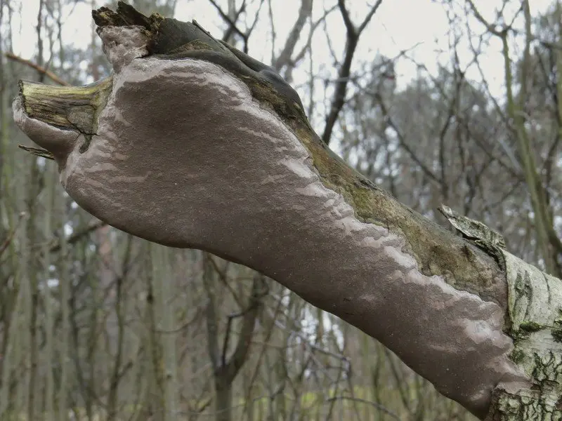 Phellinus smoothed (Phellinus laevigatus) photo and description