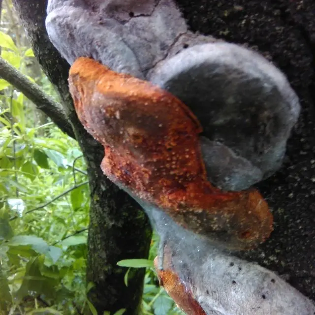 Phellinus tuberculosus photo and description