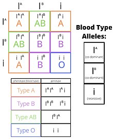 Phenotype &#8211; what should I know?