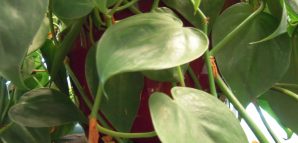 Philodendron poisoning (Philodendron)