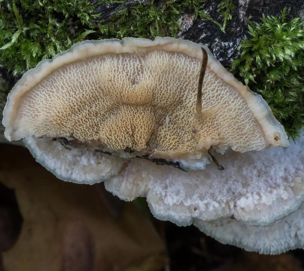 Phlebia tremellosa (Phlebia tremellosa) photo and description