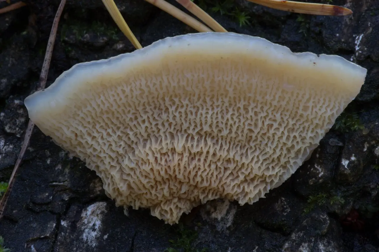 Phlebia tremellosa (Phlebia tremellosa) photo and description