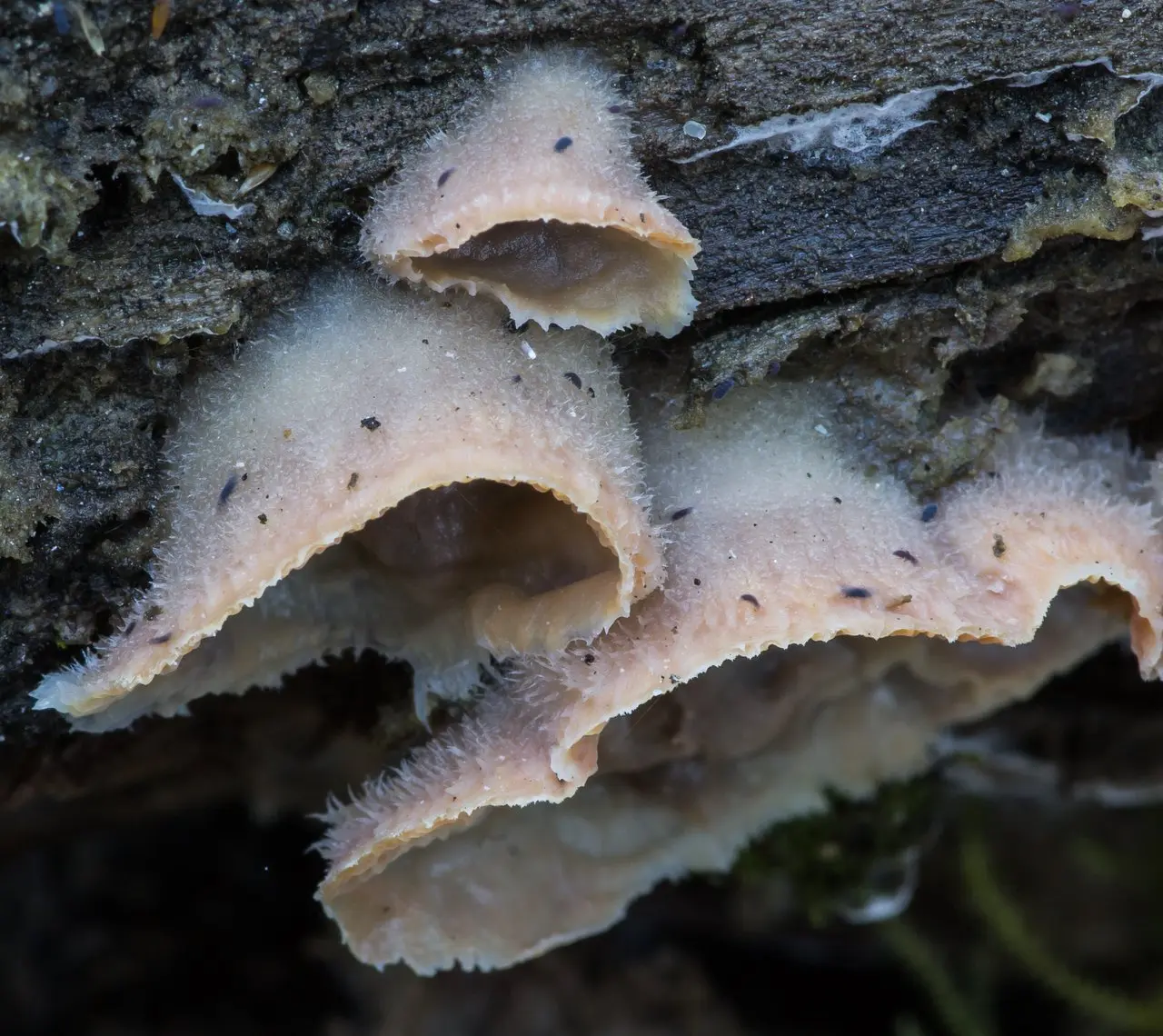Phlebia tremellosa (Phlebia tremellosa) photo and description