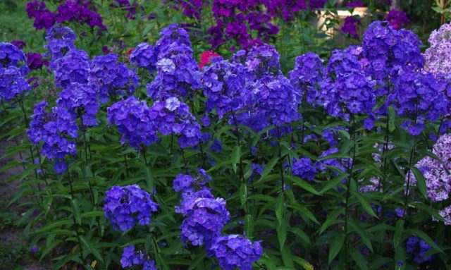 Phlox Blue Paradise (Blue Paradise): photo and description, reviews