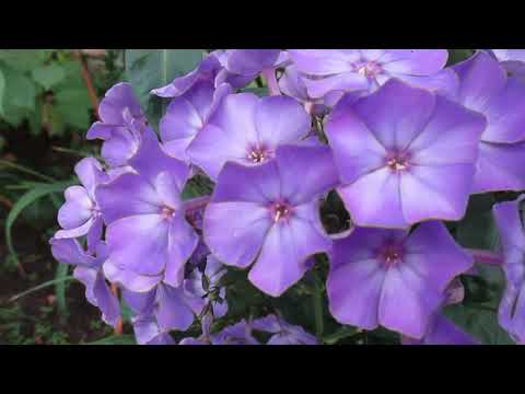 Phlox Blue Paradise (Blue Paradise): photo and description, reviews