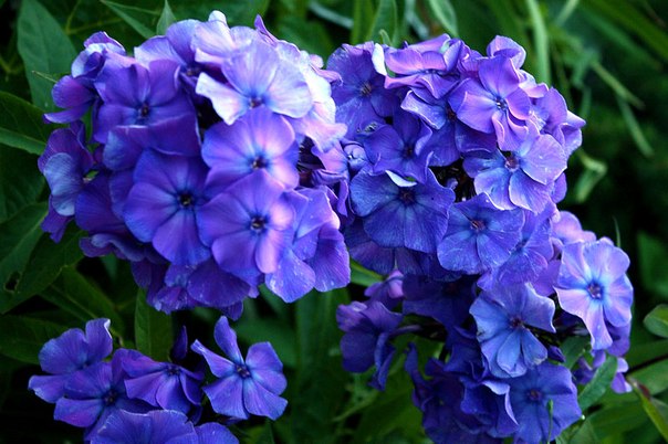 Phlox Blue Paradise (Blue Paradise): photo and description, reviews