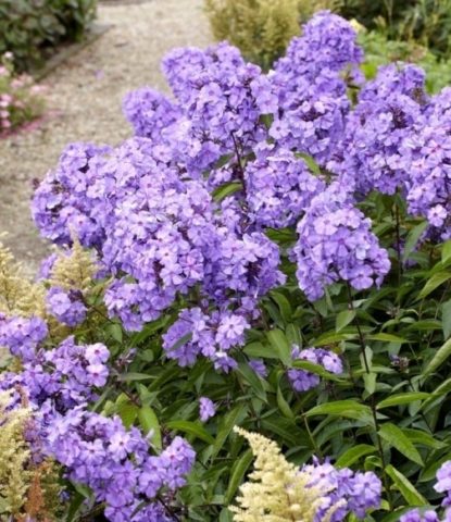 Phlox Blue Paradise (Blue Paradise): photo and description, reviews