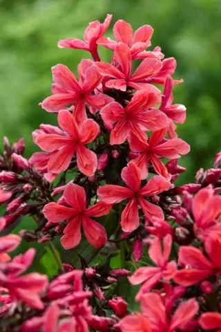 Phlox Cleopatra: photo and description, reviews