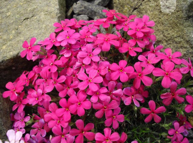 Phlox Douglas: photo and description, reviews