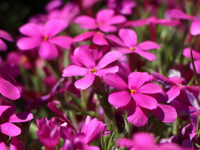 Phlox Douglas: photo and description, reviews