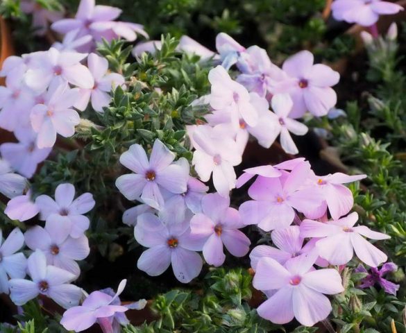 Phlox Douglas: photo and description, reviews