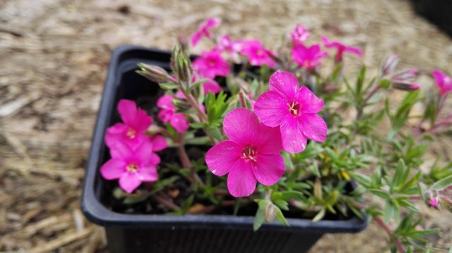 Phlox Douglas: photo and description, reviews