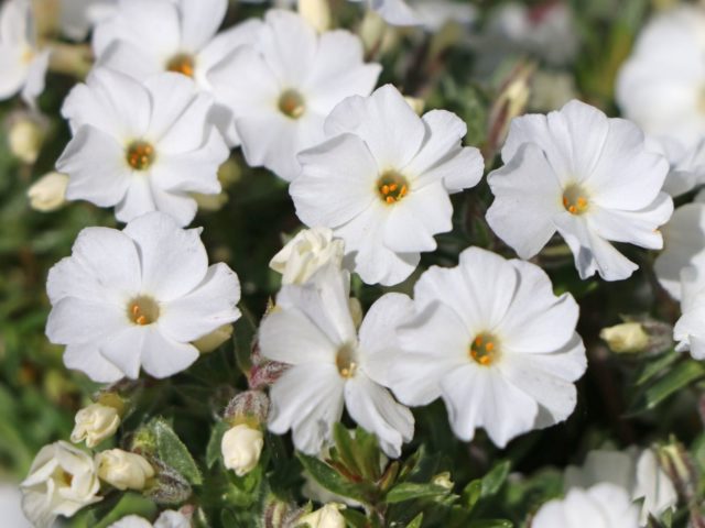 Phlox Douglas: photo and description, reviews