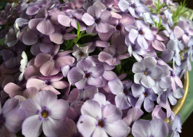 Phlox Douglas: photo and description, reviews