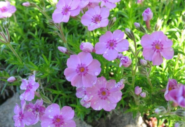 Phlox Douglas: photo and description, reviews