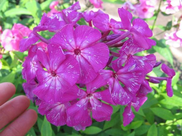 Phlox Gzhel Maxi: photo and description, reviews