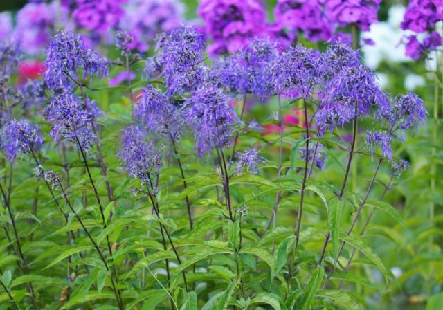 Phlox panicled Genius: reviews, photos and description