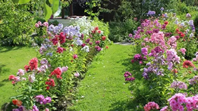 Phlox panicled Genius: reviews, photos and description