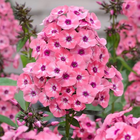 Phlox paniculata Larisa (Larissa)