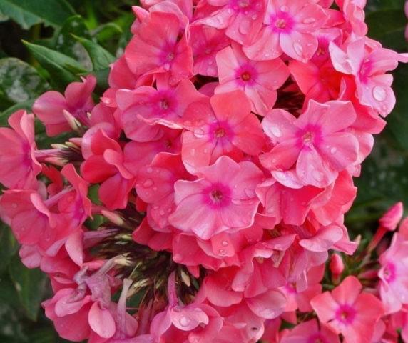 Phlox paniculata Larisa (Larissa)