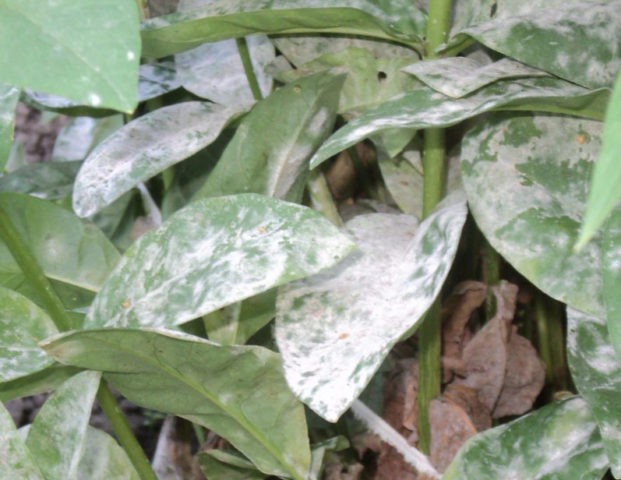 Phlox paniculata Larisa (Larissa)