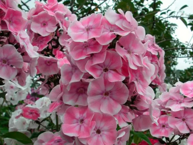 Phlox paniculata Tatyana: planting and care