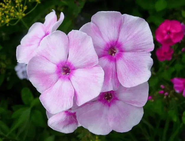 Phlox paniculata Tatyana: planting and care