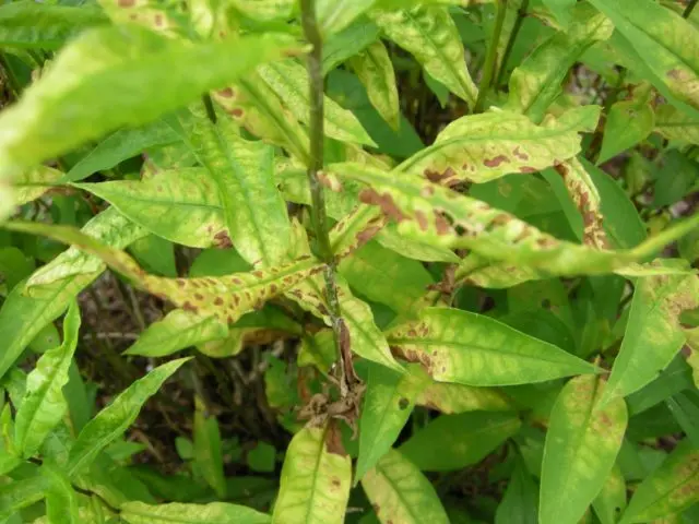 Phlox paniculata Tatyana: planting and care